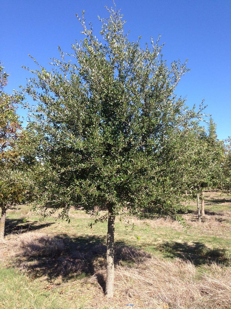 quercus-virginiana-live-oak-southern-oak-tree