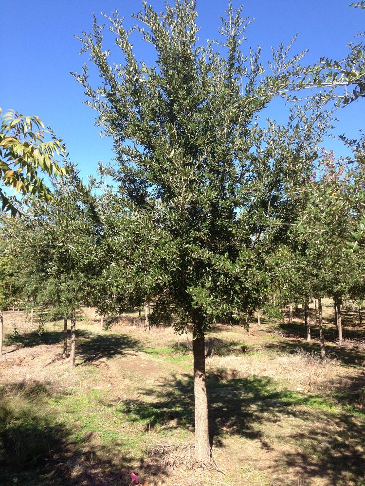 quercus-virginiana-live-oak-southern-oak-tree