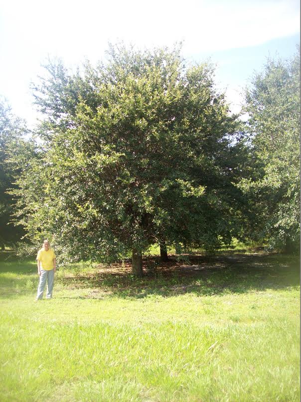 quercus-virginiana-live-oak-southern-oak-tree