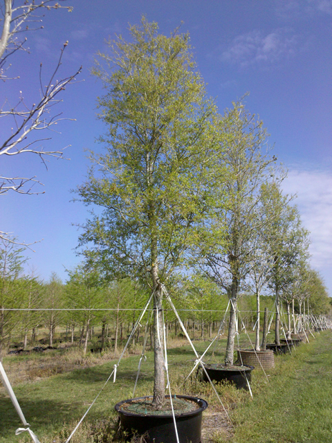 quercus-virginiana-live-oak-southern-oak-tree