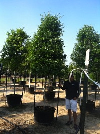 quercus-virginiana-live-oak-southern-oak-tree