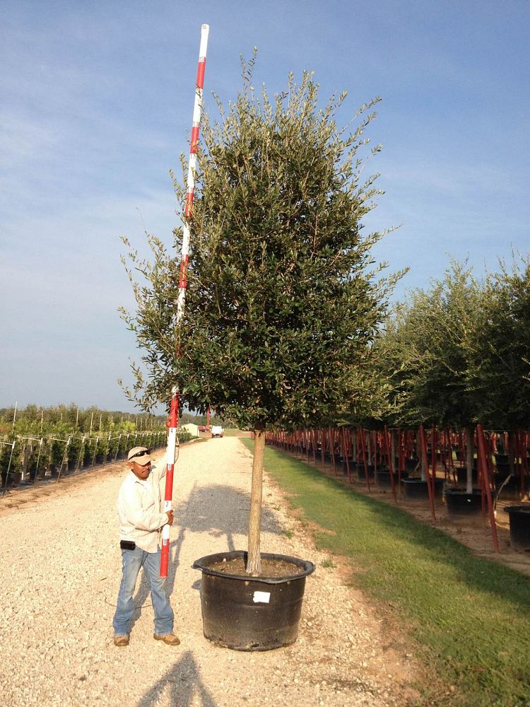 quercus-virginiana-live-oak-southern-oak-tree