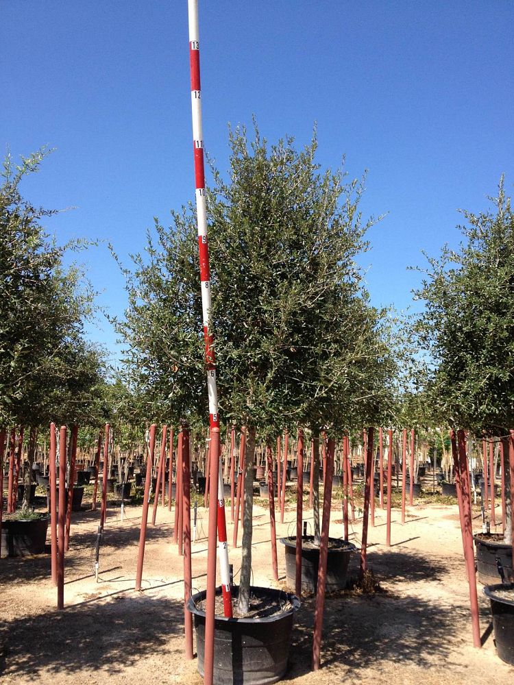 quercus-virginiana-live-oak-southern-oak-tree