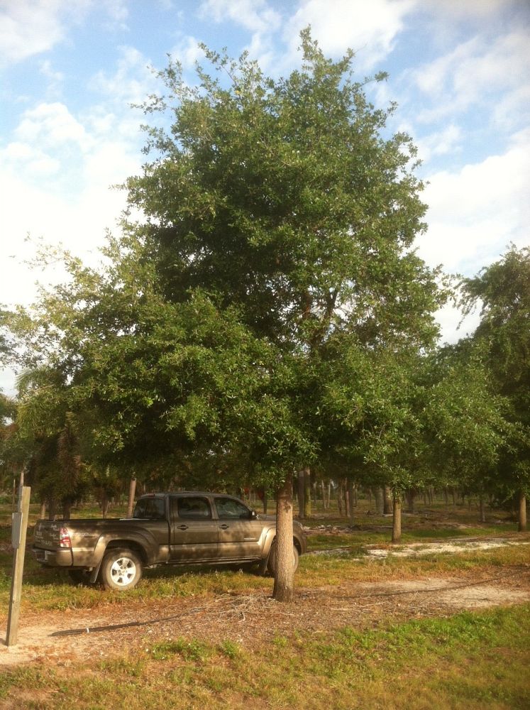 quercus-virginiana-live-oak-southern-oak-tree