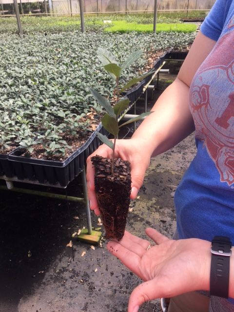 quercus-virginiana-live-oak-southern-oak-tree