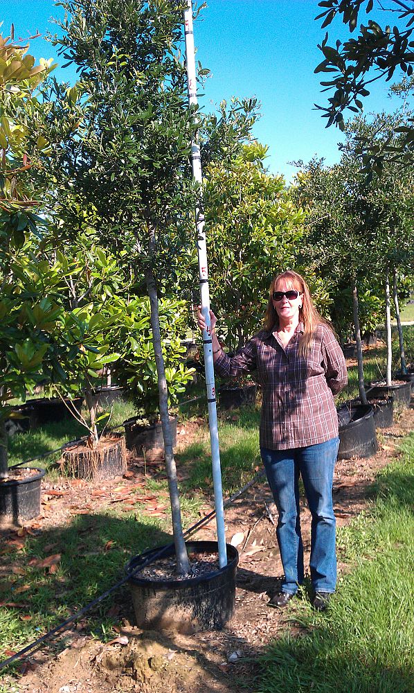 quercus-virginiana-live-oak-southern-oak-tree