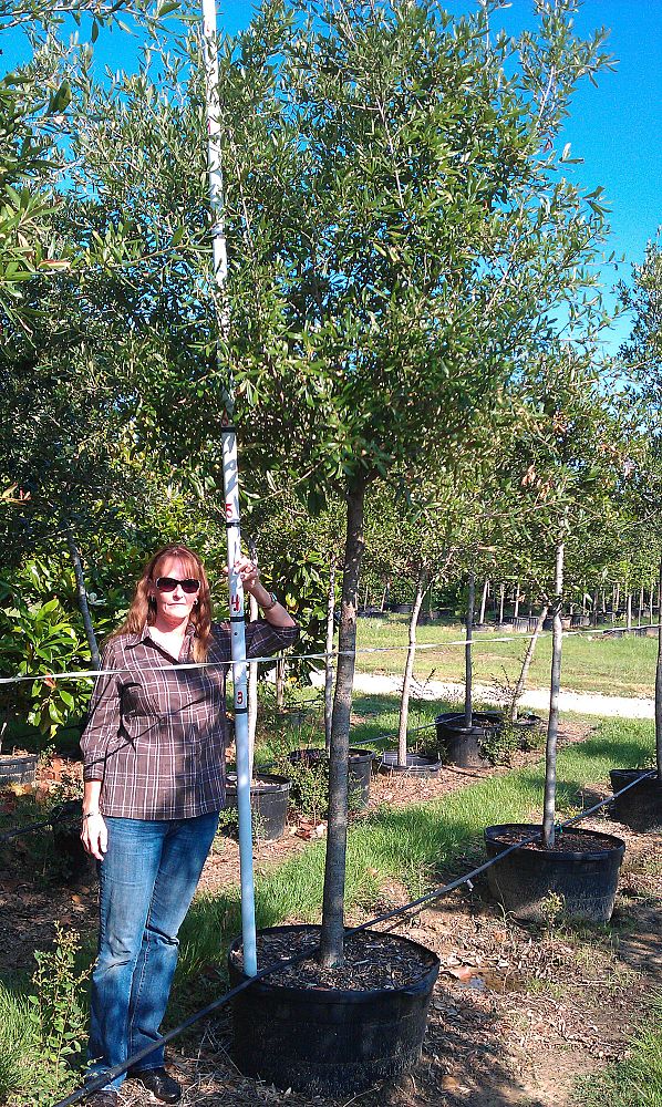 quercus-virginiana-live-oak-southern-oak-tree