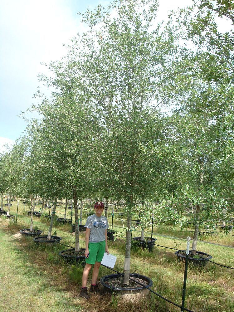quercus-virginiana-live-oak-southern-oak-tree