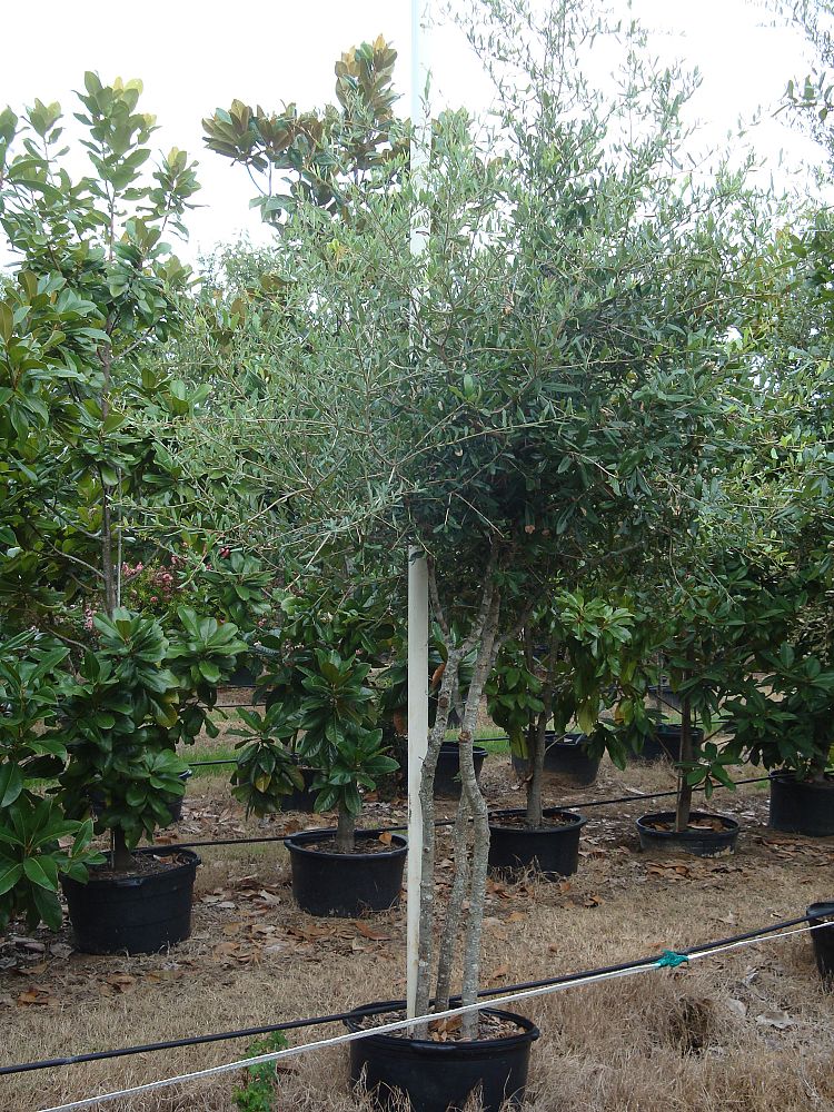 quercus-virginiana-live-oak-southern-oak-tree