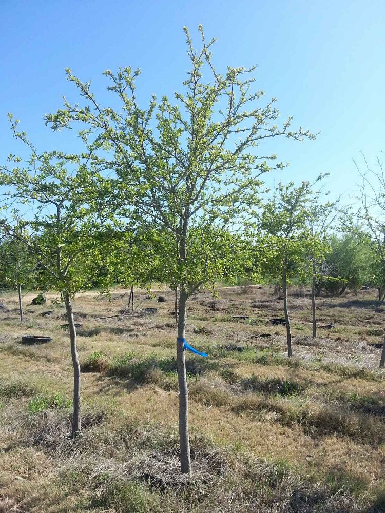 quercus-virginiana-live-oak-southern-oak-tree