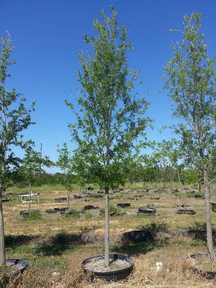 quercus-virginiana-live-oak-southern-oak-tree