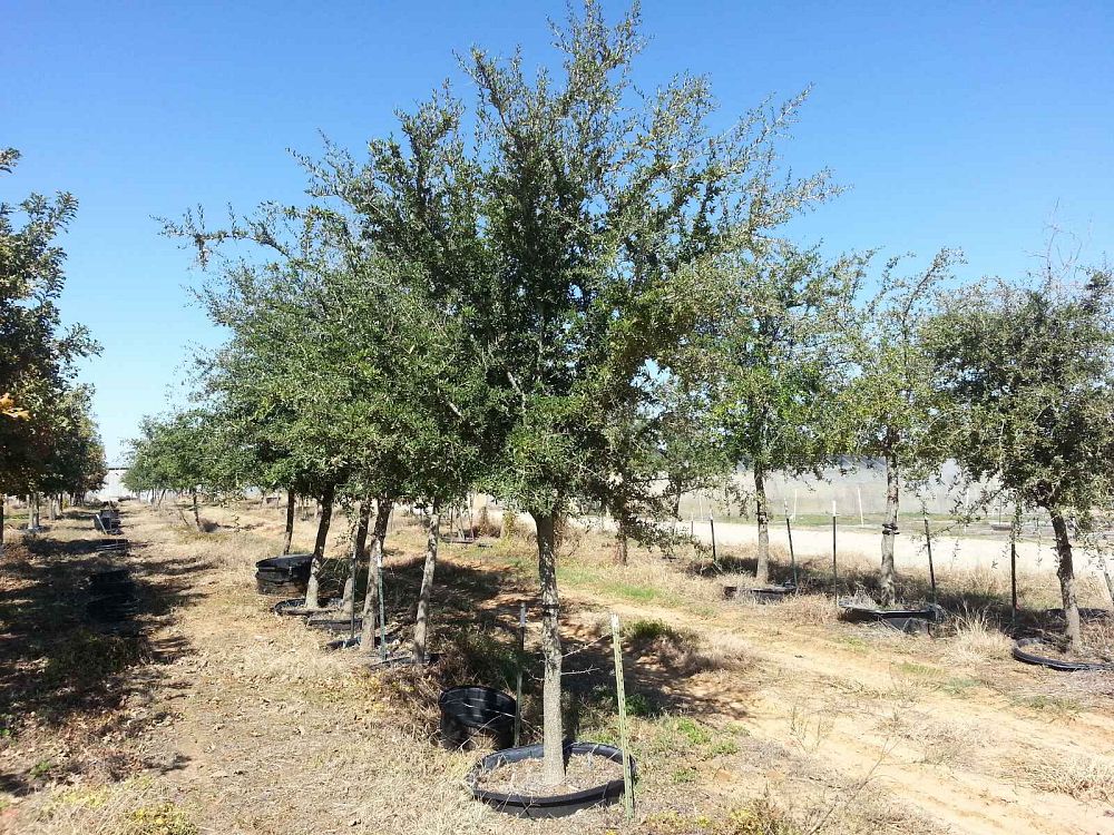 quercus-virginiana-live-oak-southern-oak-tree