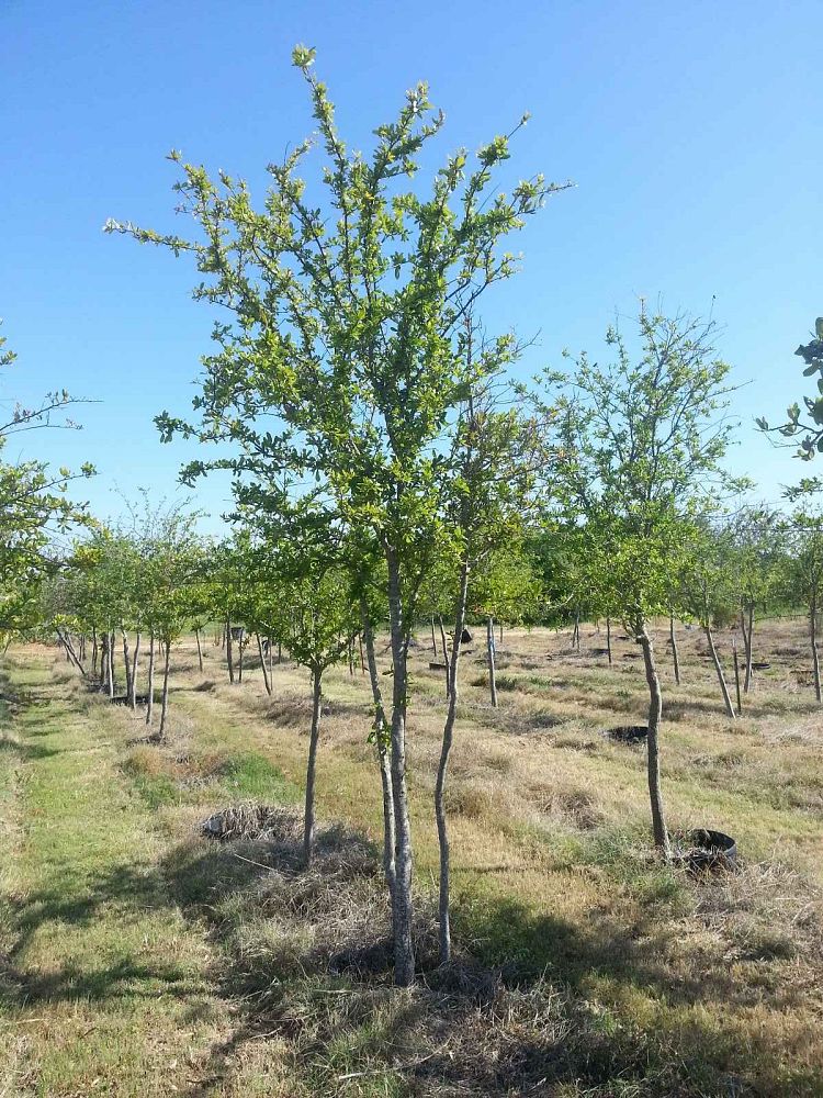 quercus-virginiana-live-oak-southern-oak-tree