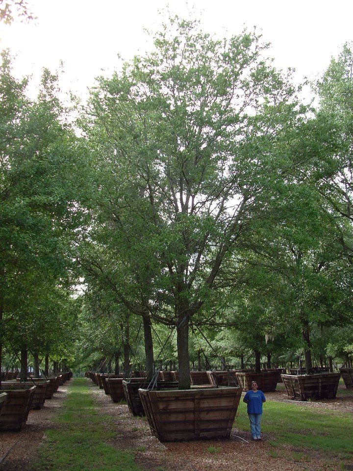 quercus-virginiana-live-oak-southern-oak-tree