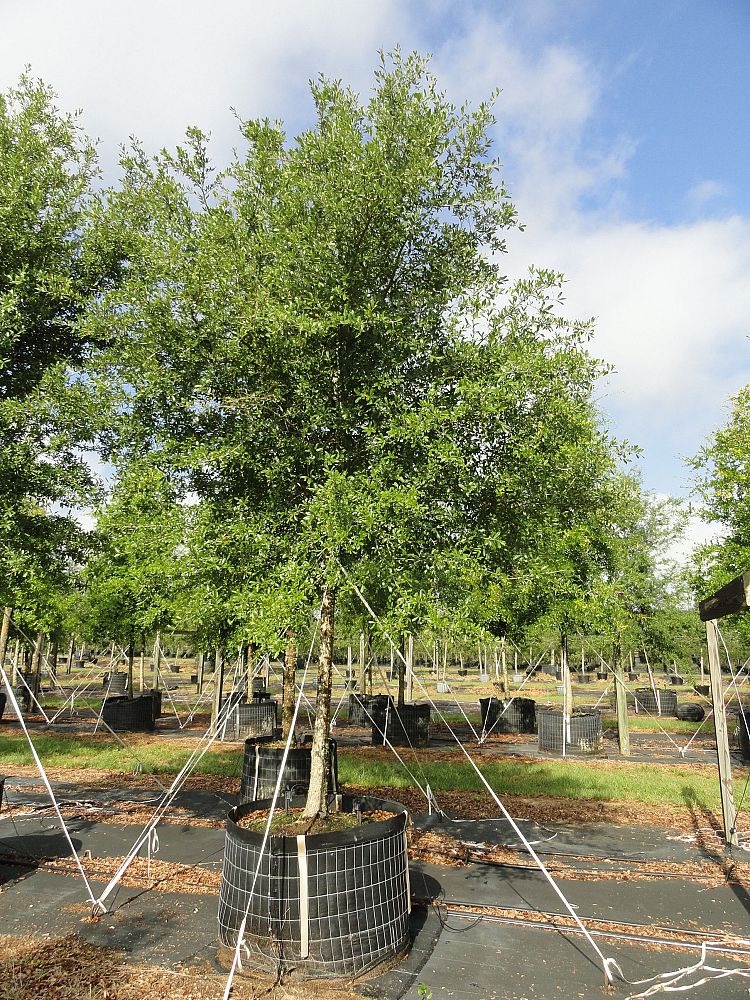 quercus-virginiana-live-oak-southern-oak-tree