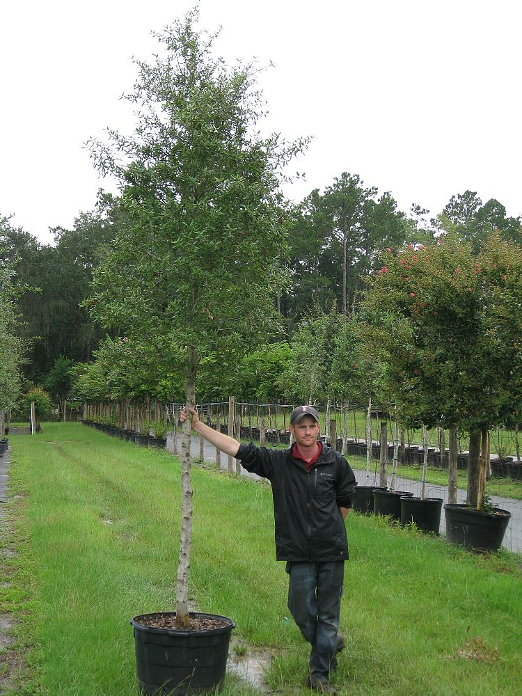 quercus-virginiana-live-oak-southern-oak-tree