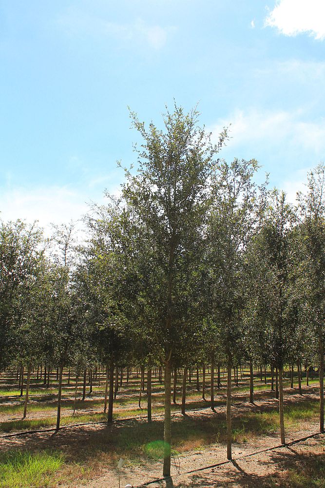 quercus-virginiana-live-oak-southern-oak-tree