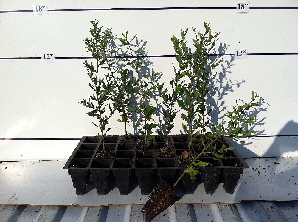 quercus-virginiana-live-oak-southern-oak-tree