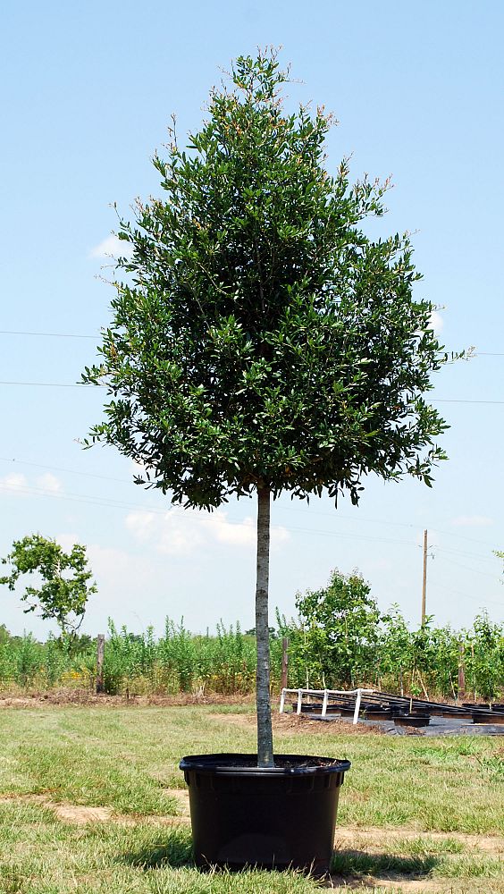 quercus-virginiana-live-oak-southern-oak-tree