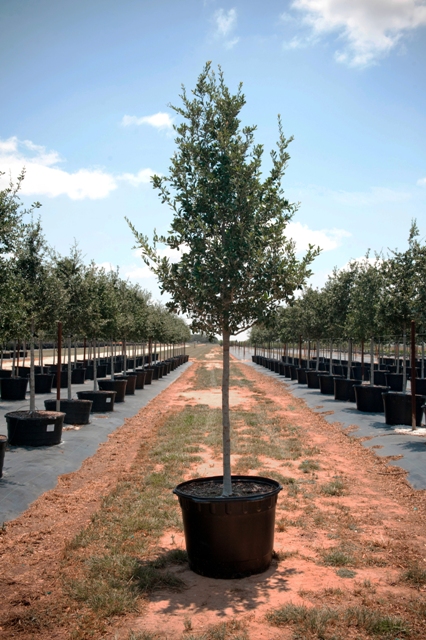 quercus-virginiana-live-oak-southern-oak-tree
