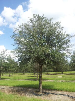 quercus-virginiana-live-oak-southern-oak-tree