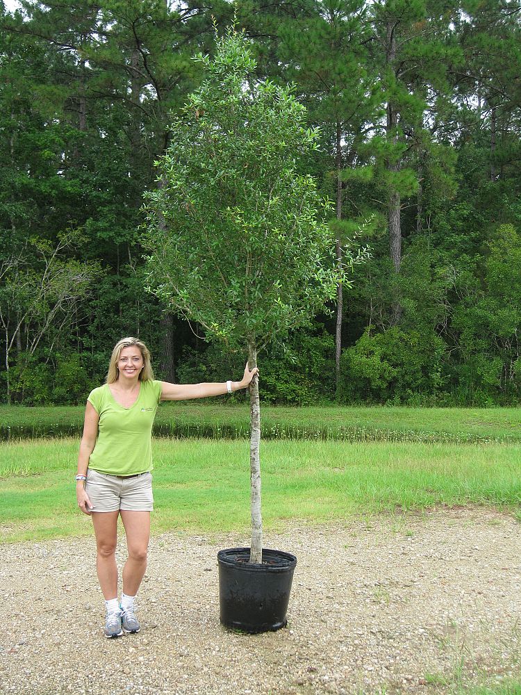 quercus-virginiana-live-oak-southern-oak-tree
