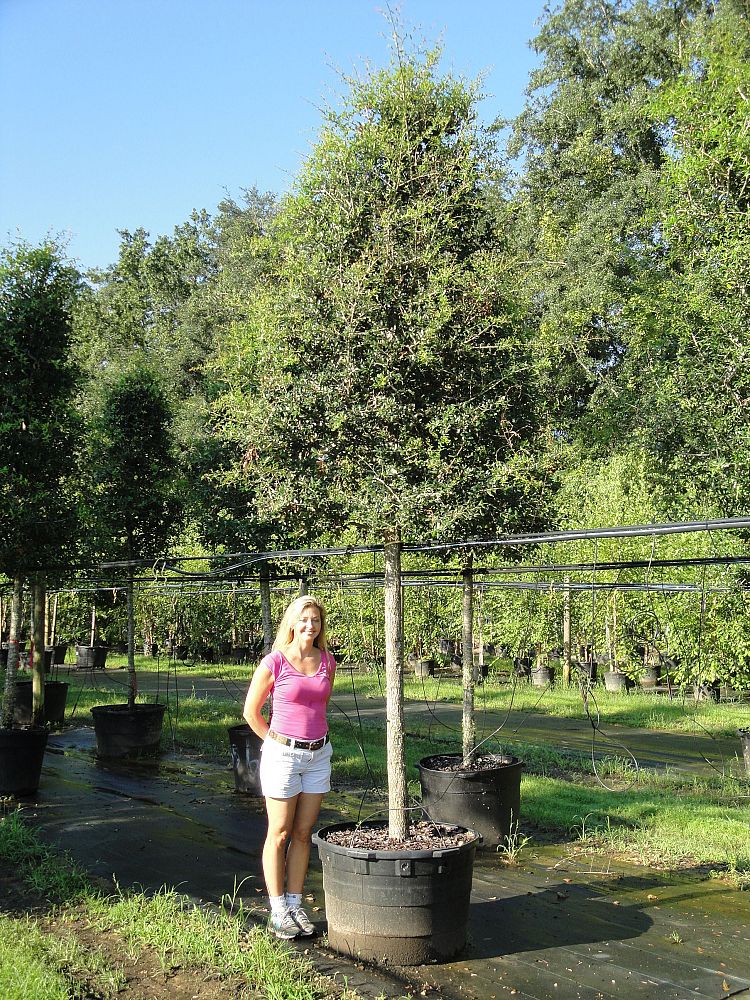 quercus-virginiana-live-oak-southern-oak-tree