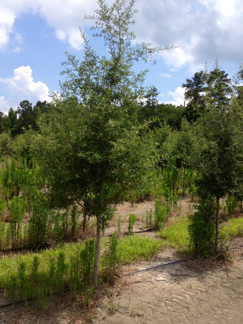 quercus-virginiana-live-oak-southern-oak-tree