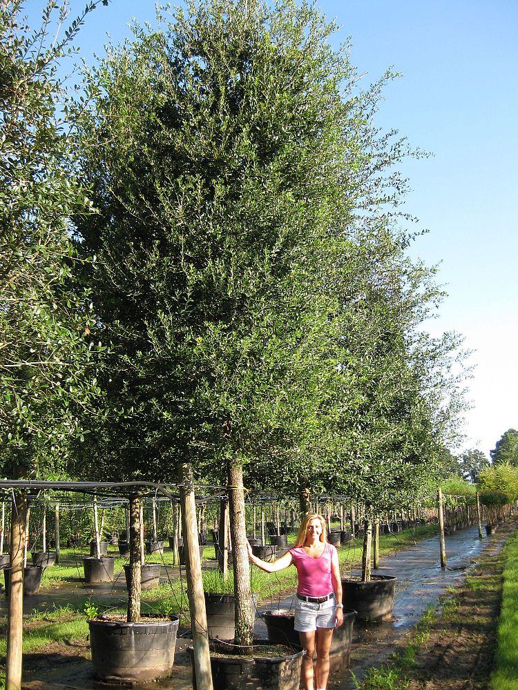 quercus-virginiana-live-oak-southern-oak-tree