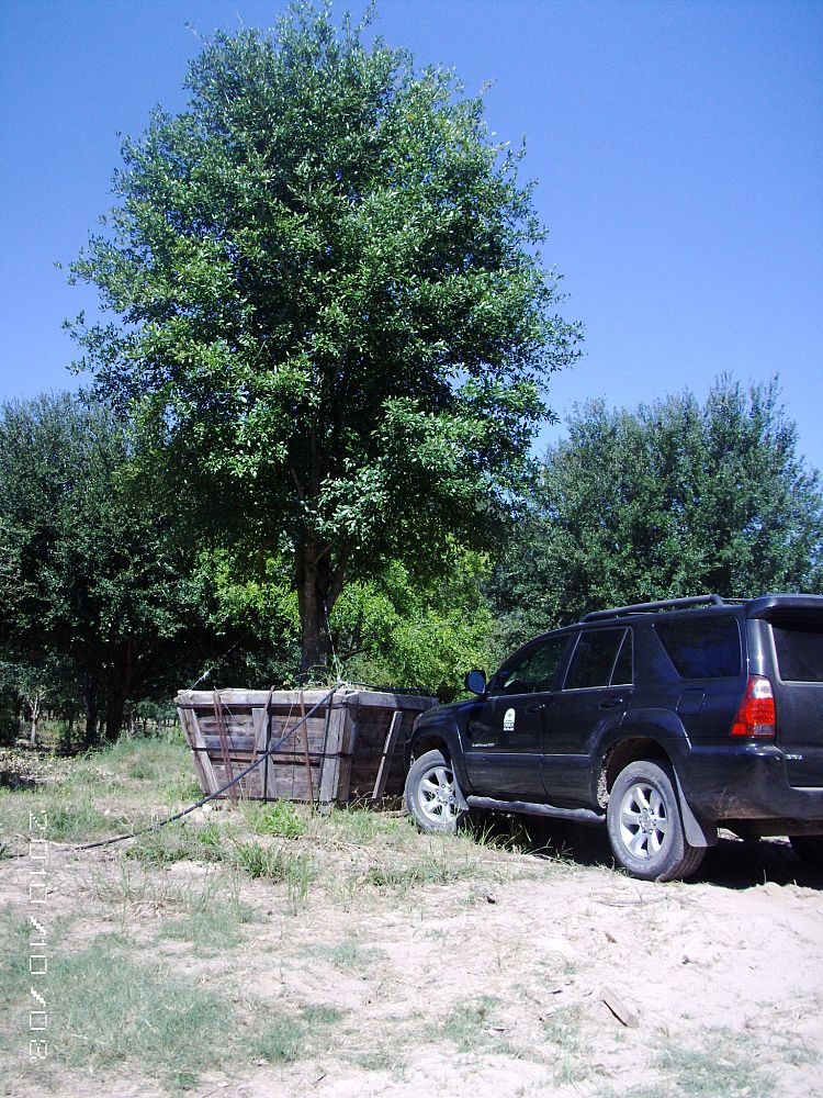 quercus-virginiana-live-oak-southern-oak-tree