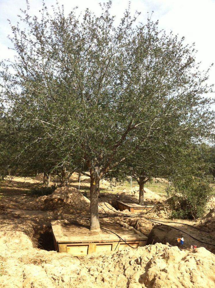 quercus-virginiana-live-oak-southern-oak-tree