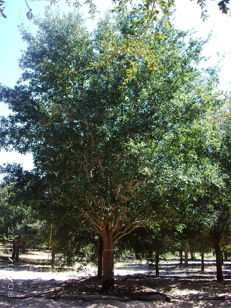 quercus-virginiana-live-oak-southern-oak-tree