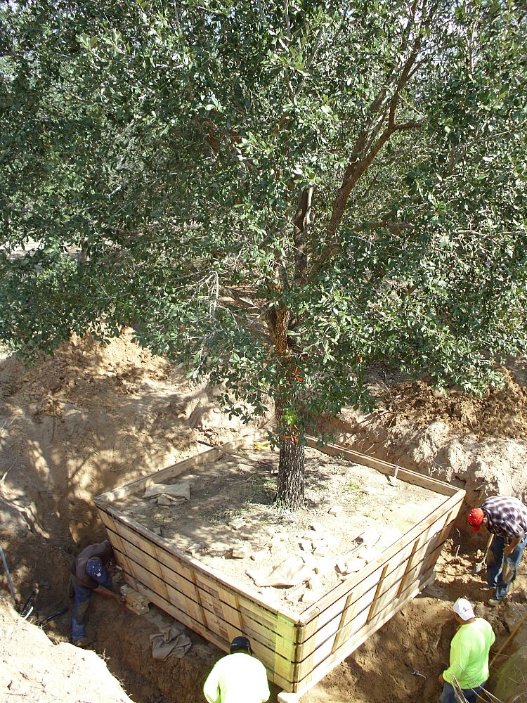 quercus-virginiana-live-oak-southern-oak-tree