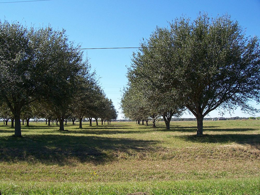 quercus-virginiana-live-oak-southern-oak-tree