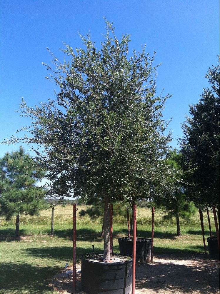 quercus-virginiana-live-oak-southern-oak-tree