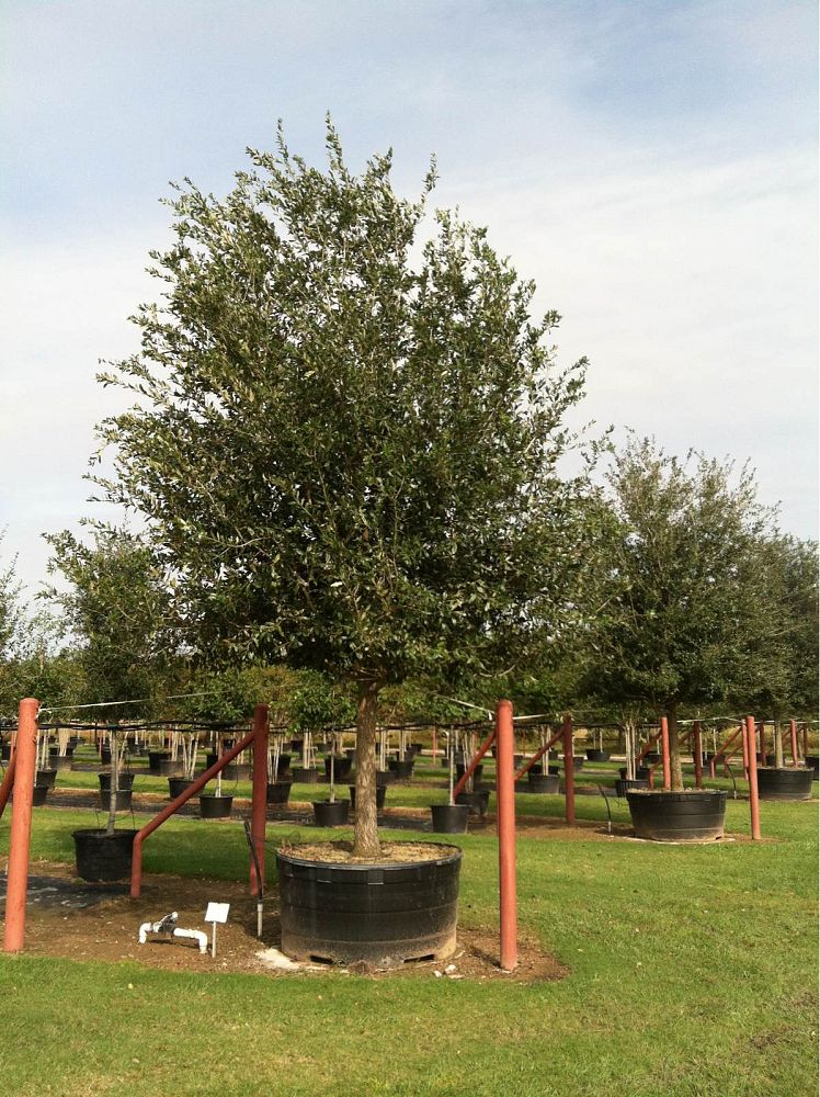quercus-virginiana-live-oak-southern-oak-tree