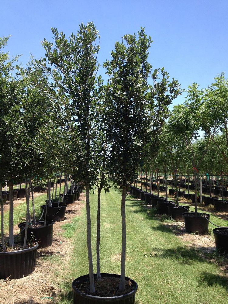 quercus-virginiana-live-oak-southern-oak-tree
