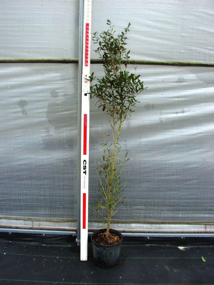 quercus-virginiana-live-oak-southern-oak-tree