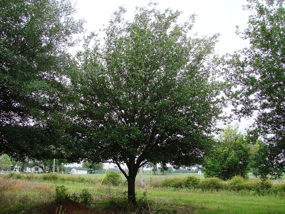 quercus-virginiana-live-oak-southern-oak-tree