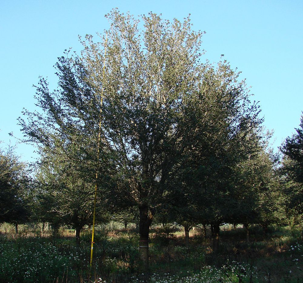 quercus-virginiana-live-oak-southern-oak-tree