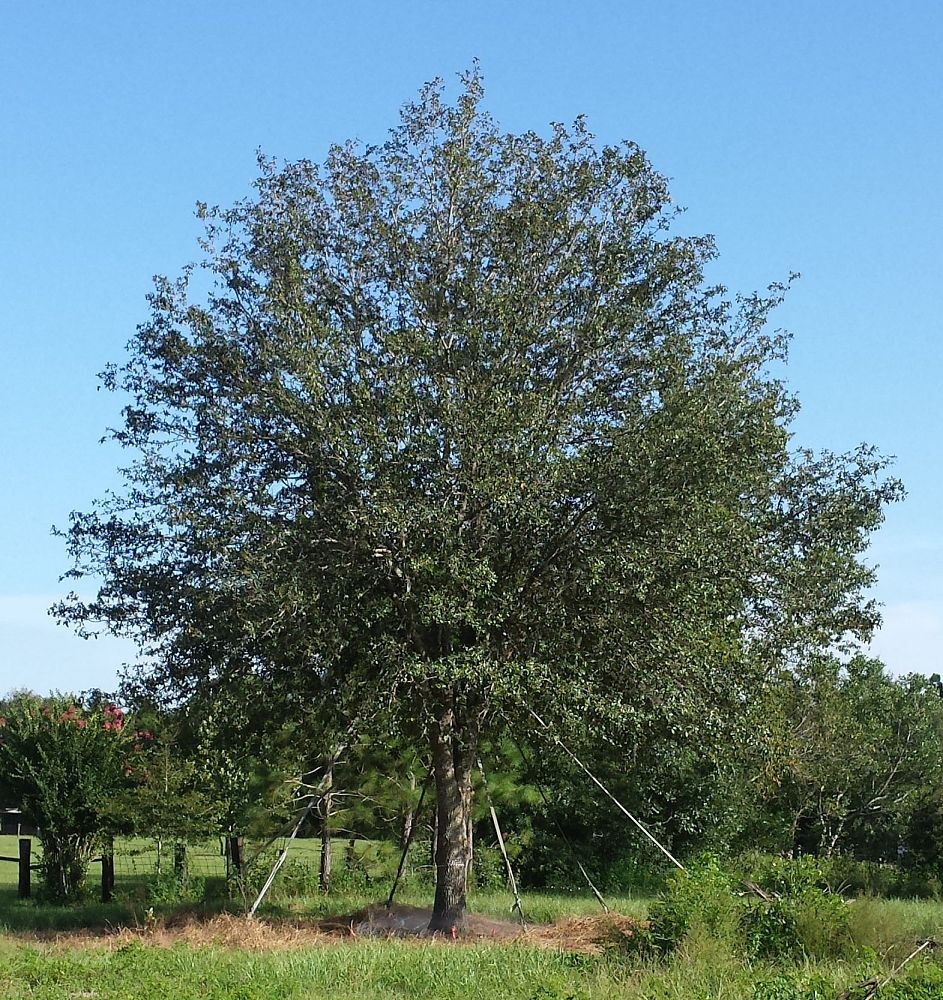 quercus-virginiana-live-oak-southern-oak-tree