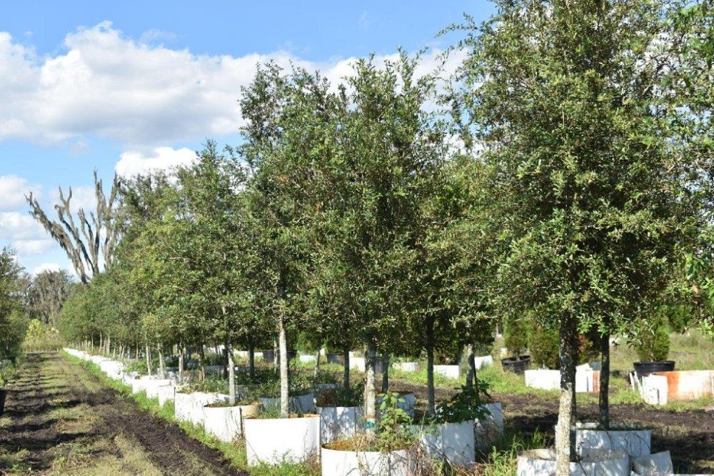 quercus-virginiana-live-oak-southern-oak-tree