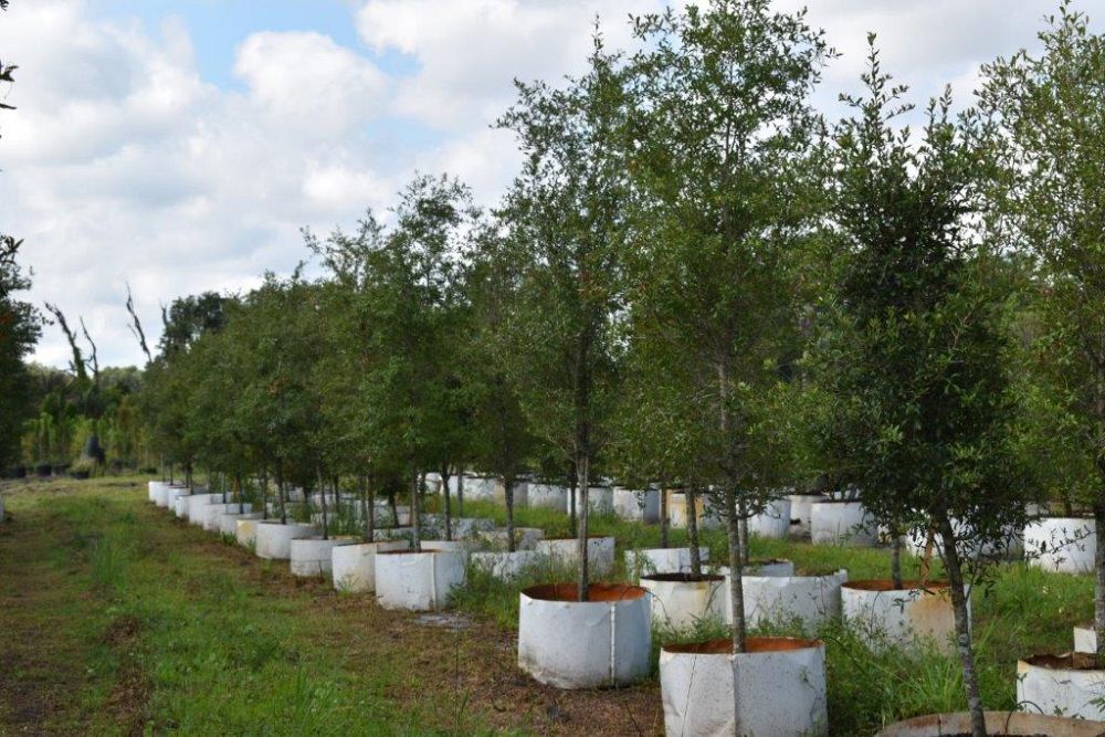 quercus-virginiana-live-oak-southern-oak-tree