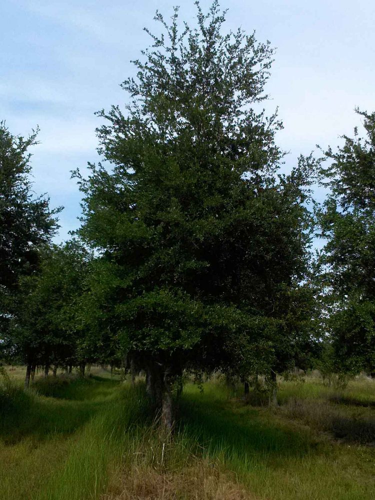 quercus-virginiana-live-oak-southern-oak-tree