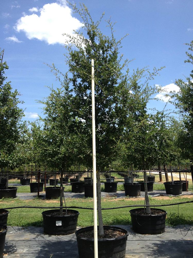 quercus-virginiana-live-oak-southern-oak-tree