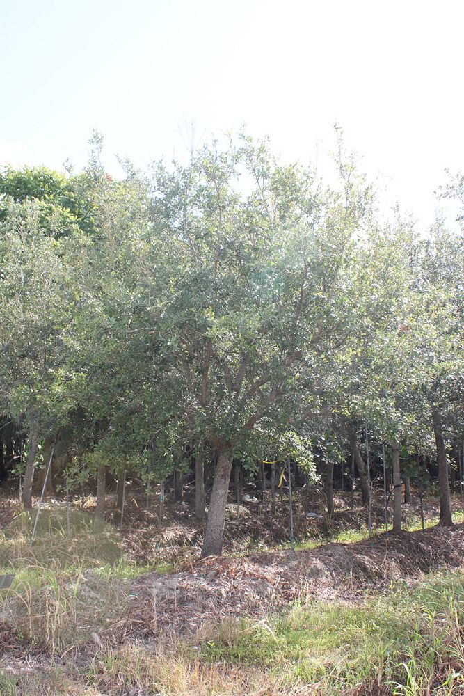 quercus-virginiana-live-oak-southern-oak-tree
