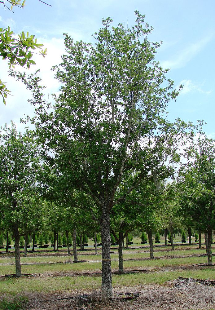quercus-virginiana-live-oak-southern-oak-tree