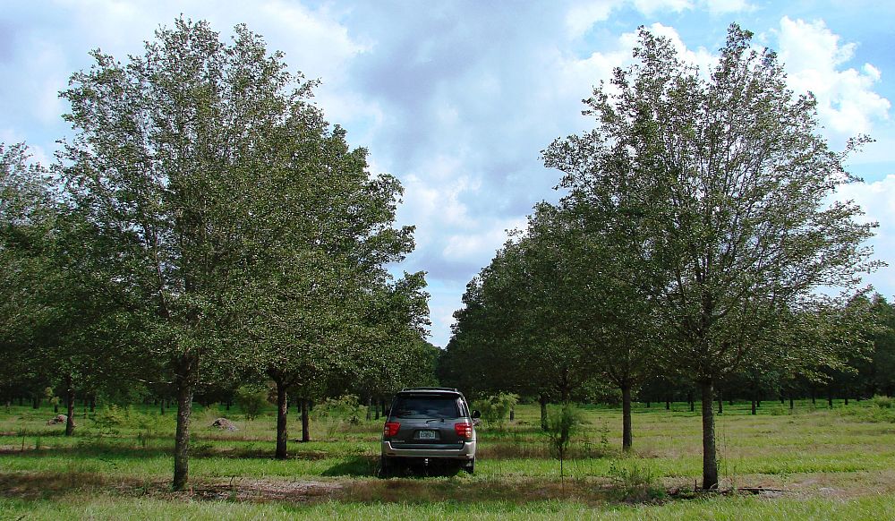 quercus-virginiana-live-oak-southern-oak-tree
