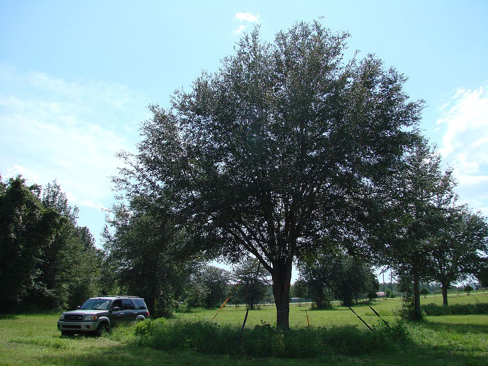 quercus-virginiana-live-oak-southern-oak-tree