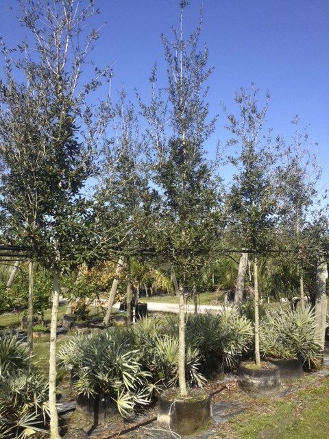 quercus-virginiana-live-oak-southern-oak-tree